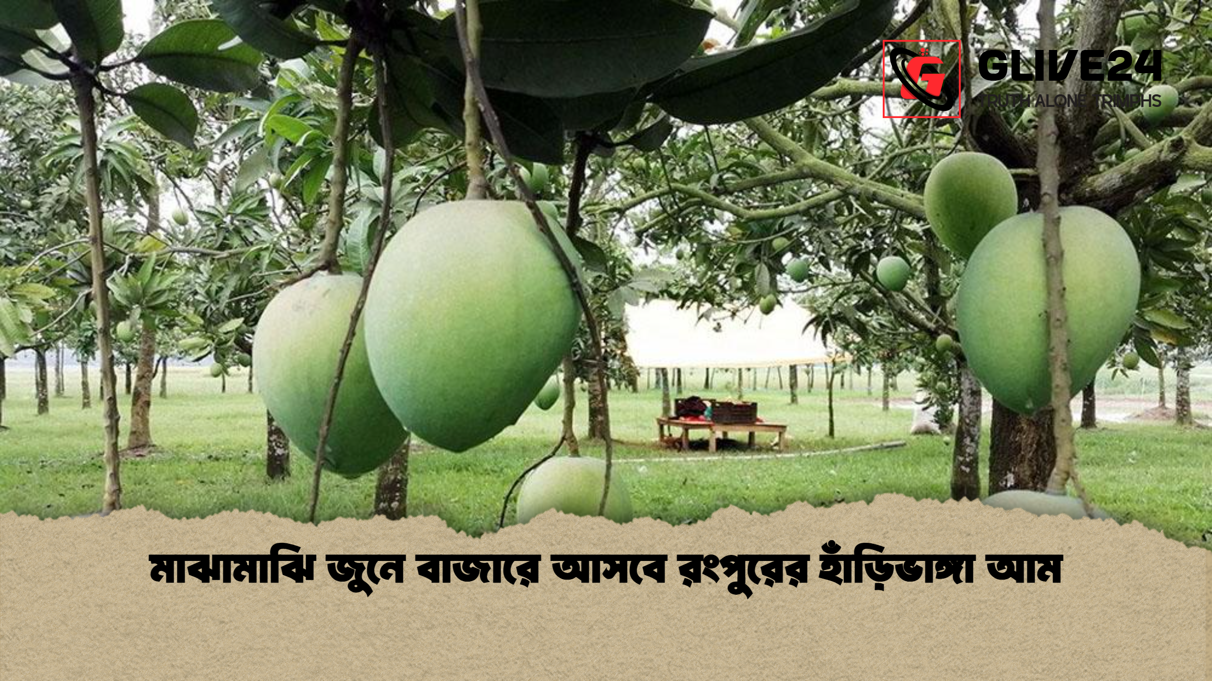 মাঝামাঝি জুনে বাজারে আসবে রংপুরের হাঁড়িভাঙ্গা আম