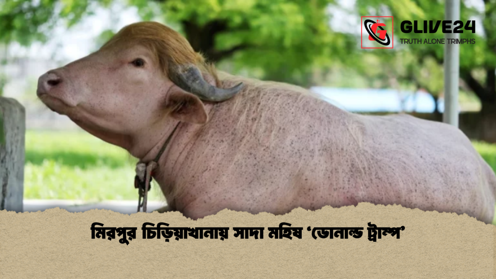 মিরপুর চিড়িয়াখানায় সাদা মহিষ ‘ডোনাল্ড ট্রাম্প 1 মিরপুর চিড়িয়াখানায় সাদা মহিষ ‘ডোনাল্ড ট্রাম্প’