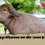 মিরপুর চিড়িয়াখানায় সাদা মহিষ ‘ডোনাল্ড ট্রাম্প 1 মিরপুর চিড়িয়াখানায় সাদা মহিষ ‘ডোনাল্ড ট্রাম্প’