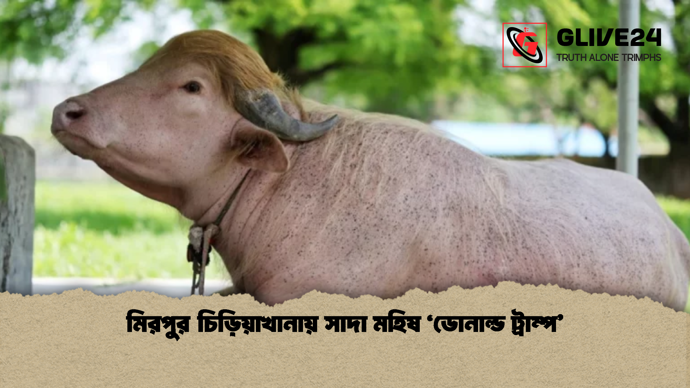 মিরপুর চিড়িয়াখানায় সাদা মহিষ ‘ডোনাল্ড ট্রাম্প 1 মিরপুর চিড়িয়াখানায় সাদা মহিষ ‘ডোনাল্ড ট্রাম্প’