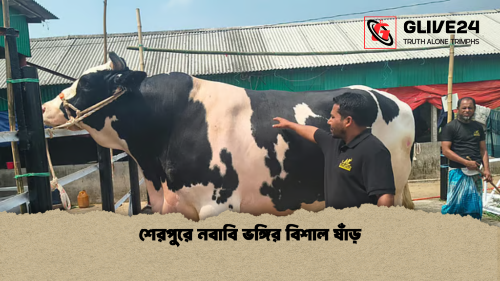 শেরপুরে নবাবি ভঙ্গির বিশাল ষাঁড় শেরপুরে নবাবি ভঙ্গির বিশাল ষাঁড়