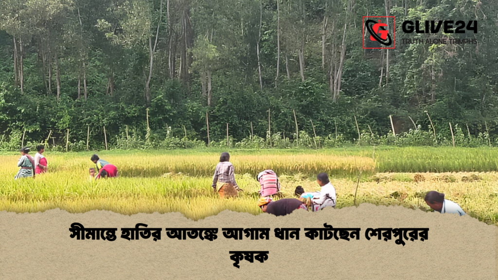 সীমান্তে হাতির আতঙ্কে আগাম ধান কাটছেন শেরপুরের কৃষক সীমান্তে হাতির আতঙ্কে আগাম ধান কাটছেন শেরপুরের কৃষক