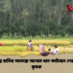 সীমান্তে হাতির আতঙ্কে আগাম ধান কাটছেন শেরপুরের কৃষক সীমান্তে হাতির আতঙ্কে আগাম ধান কাটছেন শেরপুরের কৃষক