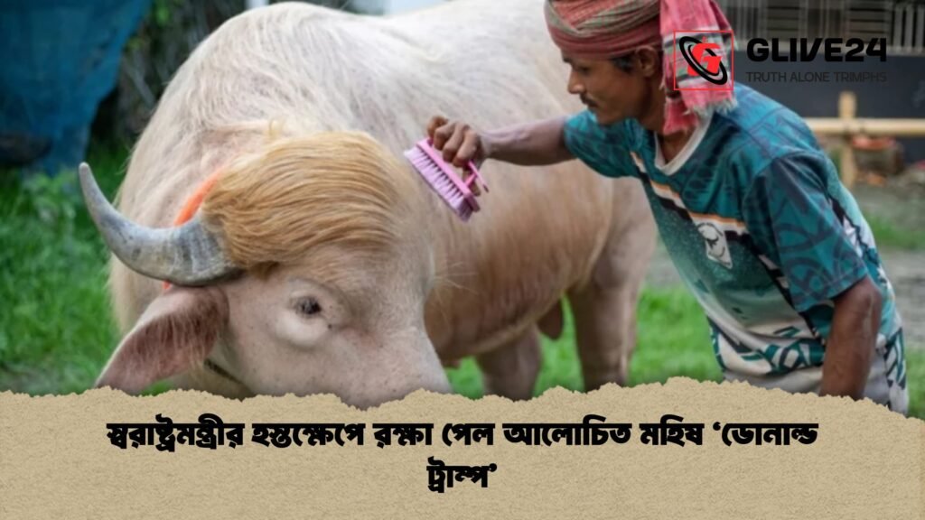 স্বরাষ্ট্রমন্ত্রীর হস্তক্ষেপে রক্ষা পেল আলোচিত মহিষ ‘ডোনাল্ড ট্রাম্প 1 স্বরাষ্ট্রমন্ত্রীর হস্তক্ষেপে রক্ষা পেল আলোচিত মহিষ ‘ডোনাল্ড ট্রাম্প’
