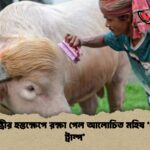 স্বরাষ্ট্রমন্ত্রীর হস্তক্ষেপে রক্ষা পেল আলোচিত মহিষ ‘ডোনাল্ড ট্রাম্প 1 স্বরাষ্ট্রমন্ত্রীর হস্তক্ষেপে রক্ষা পেল আলোচিত মহিষ ‘ডোনাল্ড ট্রাম্প’
