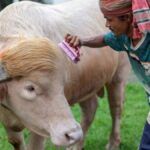 স্বরাষ্ট্রমন্ত্রীর হস্তক্ষেপে রক্ষা পেল আলোচিত মহিষ ‘ডোনাল্ড ট্রাম্প স্বরাষ্ট্রমন্ত্রীর হস্তক্ষেপে রক্ষা পেল আলোচিত মহিষ ‘ডোনাল্ড ট্রাম্প’