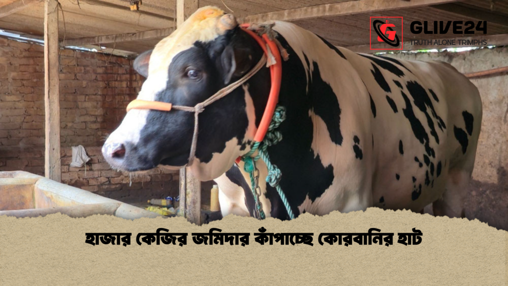 হাজার কেজির জমিদার কাঁপাচ্ছে কোরবানির হাট হাজার কেজির জমিদার কাঁপাচ্ছে কোরবানির হাট