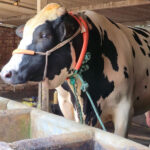 হাজার কেজির জমিদার কাঁপাচ্ছে কোরবানির হাট হাজার কেজির জমিদার কাঁপাচ্ছে কোরবানির হাট