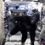 Astronaut Scott Kellys Gorilla Suit Space Escapade মহাকাশে স্কট কেলির গরিলা কৌতুক কাণ্ড