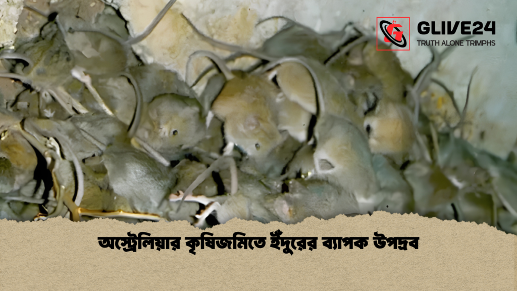 অস্ট্রেলিয়ার কৃষিজমিতে ইঁদুরের ব্যাপক উপদ্রব অস্ট্রেলিয়ার কৃষিজমিতে ইঁদুরের ব্যাপক উপদ্রব অস্ট্রেলিয়ার কৃষিজমিতে ইঁদুরের ব্যাপক উপদ্রব