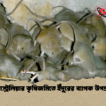 অস্ট্রেলিয়ার কৃষিজমিতে ইঁদুরের ব্যাপক উপদ্রব অস্ট্রেলিয়ার কৃষিজমিতে ইঁদুরের ব্যাপক উপদ্রব