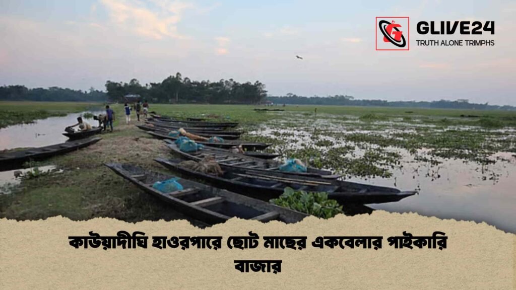 কাউয়াদীঘি হাওরপারে ছোট মাছের একবেলার পাইকারি বাজার