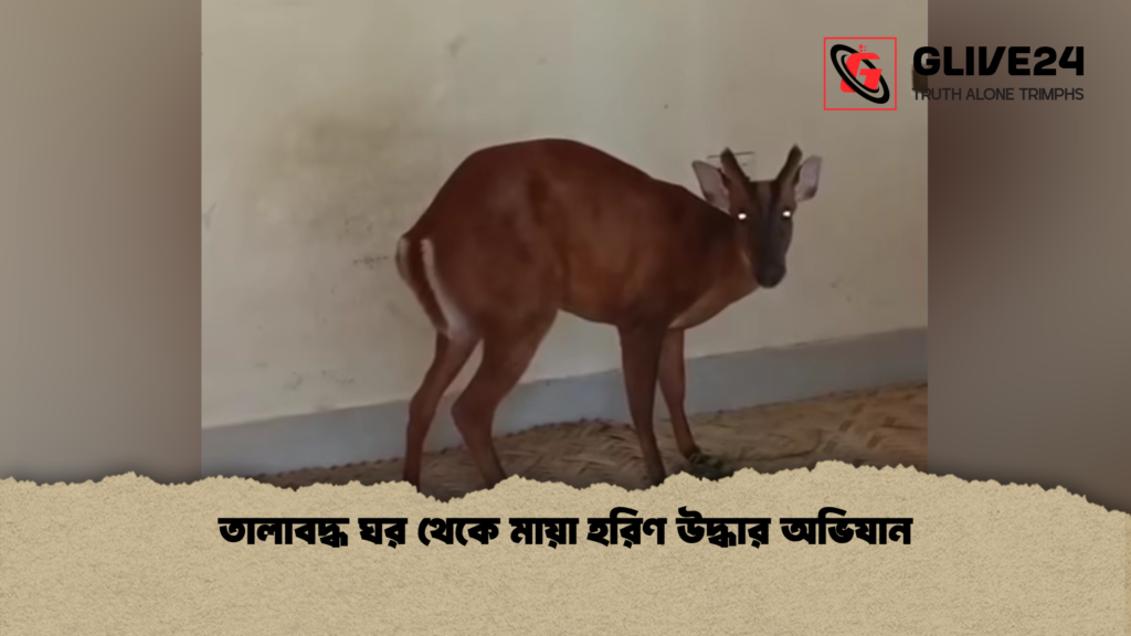 তালাবদ্ধ ঘর থেকে মায়া হরিণ উদ্ধার অভিযান তালাবদ্ধ ঘর থেকে মায়া হরিণ উদ্ধার অভিযান
