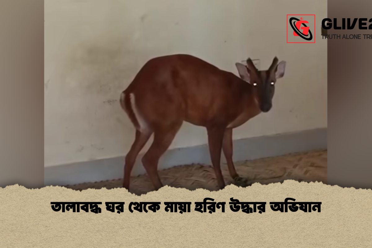 তালাবদ্ধ ঘর থেকে মায়া হরিণ উদ্ধার অভিযান