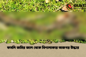 ফসলি জমির জাল থেকে বিশালাকার অজগর উদ্ধার