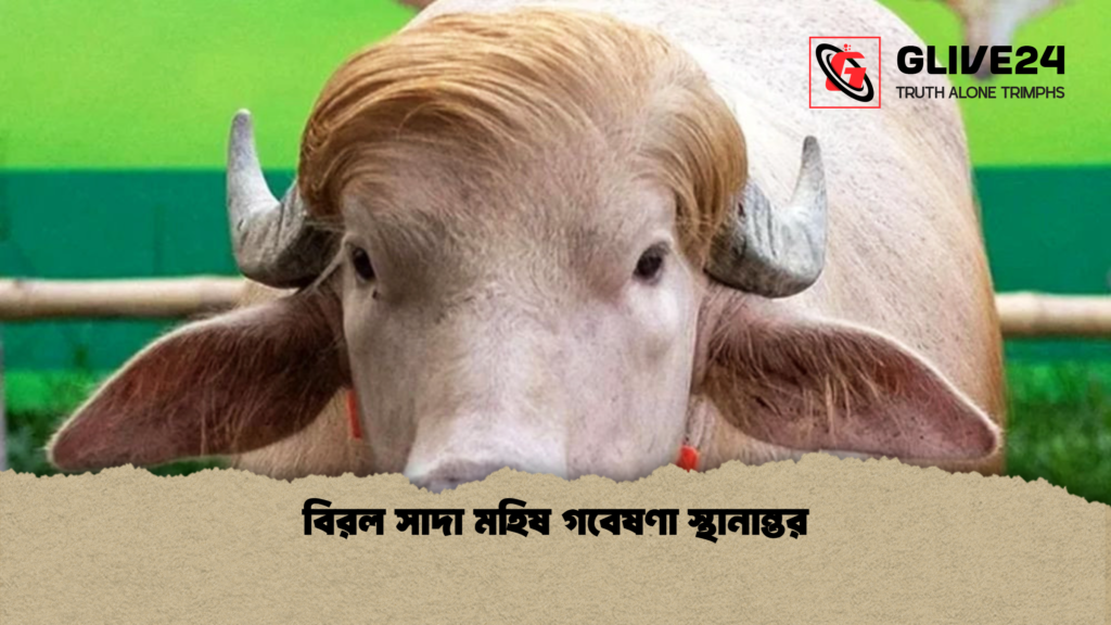 বিরল সাদা মহিষ গবেষণা স্থানান্তর বিরল সাদা মহিষ গবেষণা স্থানান্তর