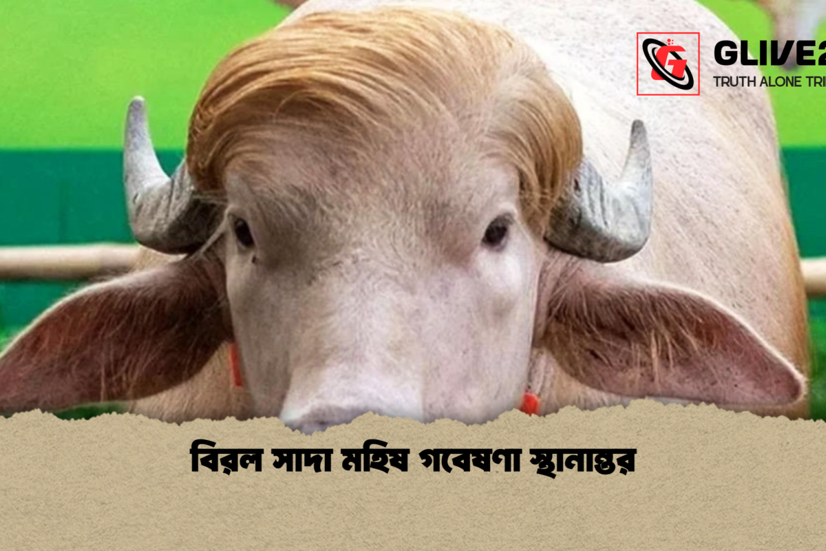 বিরল সাদা মহিষ গবেষণা স্থানান্তর