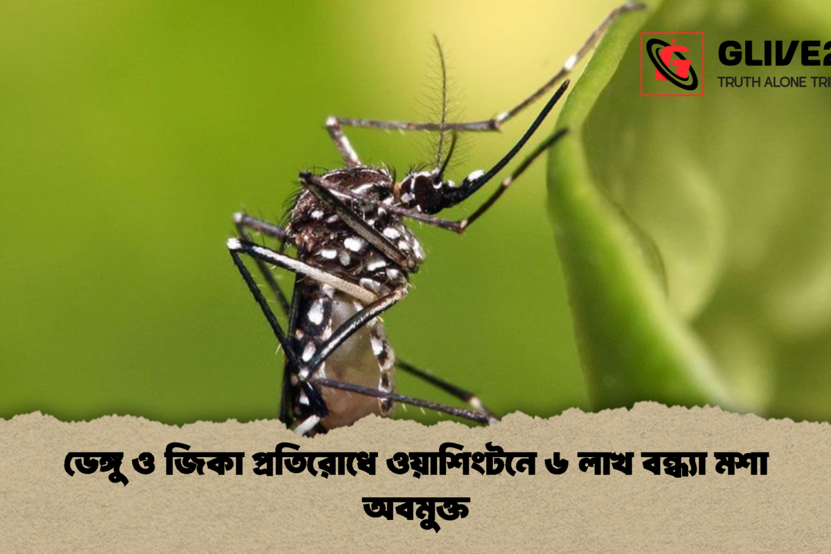 ডেঙ্গু ও জিকা প্রতিরোধে ওয়াশিংটনে ৬ লাখ বন্ধ্যা মশা অবমুক্ত