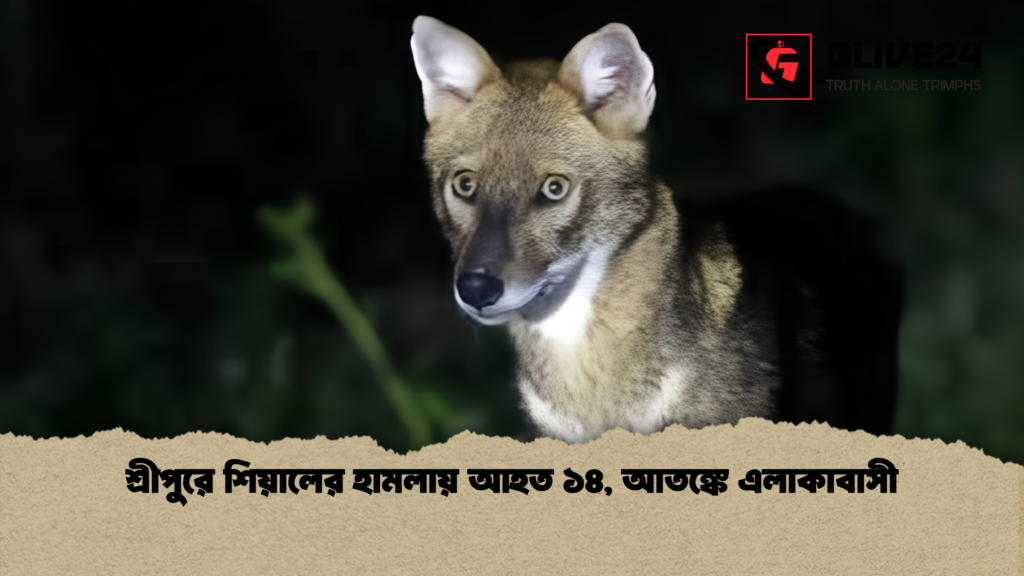 শ্রীপুরে শিয়ালের হামলায় আহত ১৪ আতঙ্কে এলাকাবাসী 1 শ্রীপুরে শিয়ালের হামলায় আহত ১৪, আতঙ্কে এলাকাবাসী