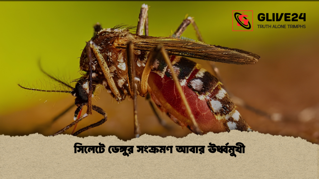 সিলেটে ডেঙ্গুর সংক্রমণ আবার ঊর্ধ্বমুখী 2 সিলেটে ডেঙ্গুর সংক্রমণ আবার ঊর্ধ্বমুখী 1 সিলেটে ডেঙ্গুর সংক্রমণ আবার ঊর্ধ্বমুখী