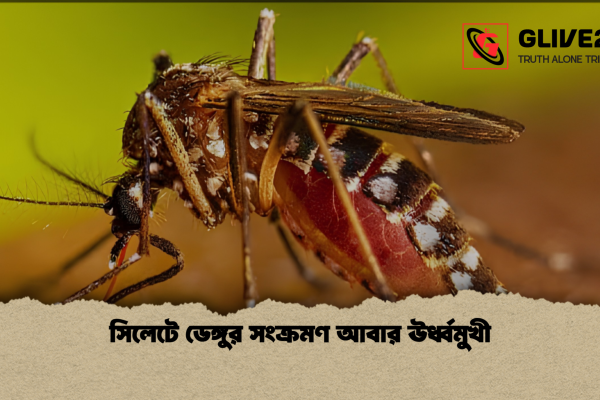 সিলেটে ডেঙ্গুর সংক্রমণ আবার ঊর্ধ্বমুখী