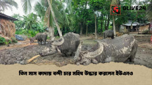 তিন মাস কাদায় বন্দী চার মহিষ উদ্ধার করলেন ইউএনও তিন মাস কাদায় বন্দী চার মহিষ উদ্ধার করলেন ইউএনও