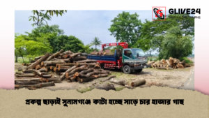 প্রকল্প ছাড়াই সুনামগঞ্জে কাটা হচ্ছে সাড়ে চার হাজার গাছ