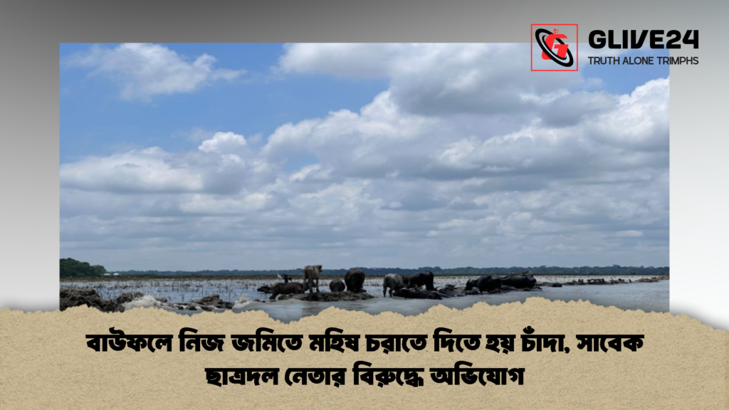 বাউফলে নিজ জমিতে মহিষ চরাতে দিতে হয় চাঁদা সাবেক ছাত্রদল নেতার বিরুদ্ধে অভিযোগ 2 বাউফলে নিজ জমিতে মহিষ চরাতে দিতে হয় চাঁদা, সাবেক ছাত্রদল নেতার বিরুদ্ধে অভিযোগ