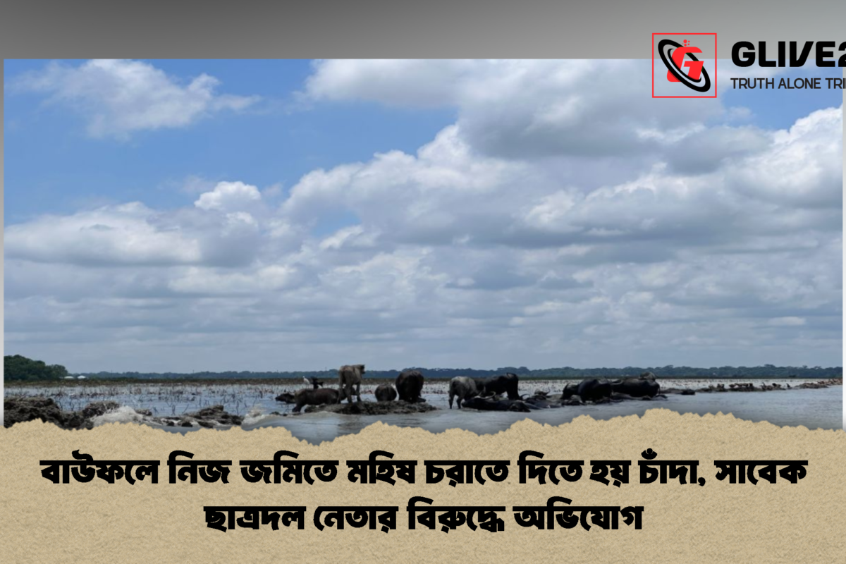 বাউফলে নিজ জমিতে মহিষ চরাতে দিতে হয় চাঁদা, সাবেক ছাত্রদল নেতার বিরুদ্ধে অভিযোগ