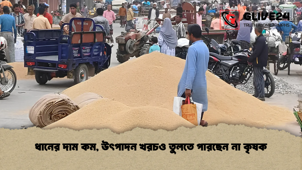 ধানের দাম কম, উৎপাদন খরচও তুলতে পারছেন না কৃষক