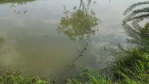 বরুড়ায় পুকুরে ডুবে জমজ দুই শিশুর মৃত্যু বরুড়ায় পুকুরে ডুবে জমজ দুই শিশুর মৃত্যু