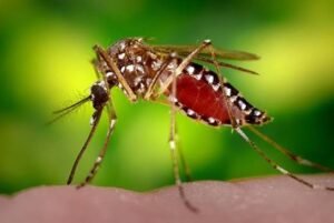 ডেঙ্গুতে আরও ৬ মৃত্যু, হাসপাতালে ভর্তি ১,৬০৮
