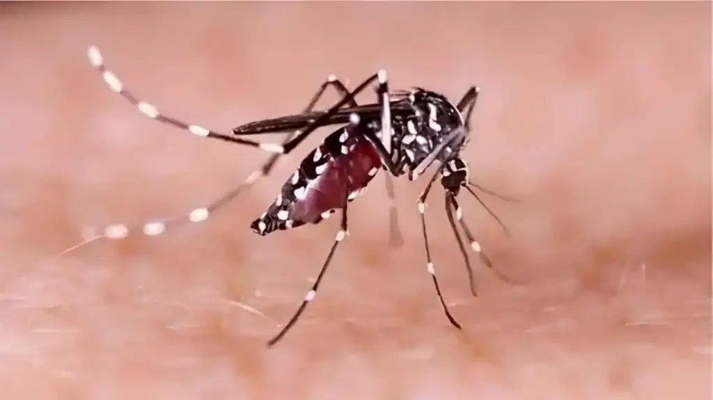 ডেঙ্গুতে একদিনে ৯ মৃত্যু, হাসপাতালে ভর্তি ১,৯০২ 3 ডেঙ্গুতে একদিনে ৯ মৃত্যু, হাসপাতালে ভর্তি ১,৯০২