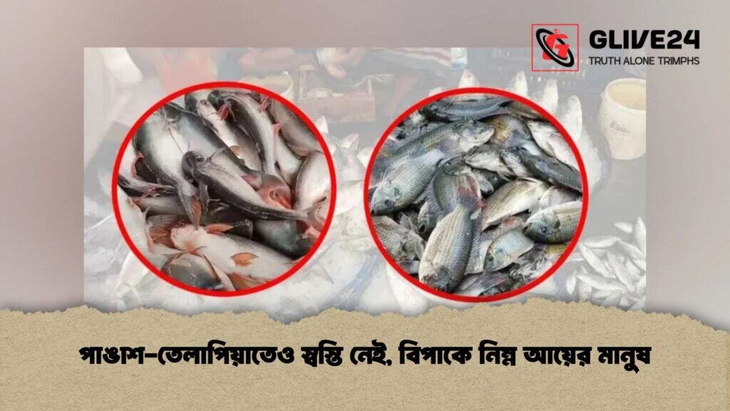 পাঙাশ-তেলাপিয়াতেও স্বস্তি নেই, বিপাকে নিম্ন আয়ের মানুষ